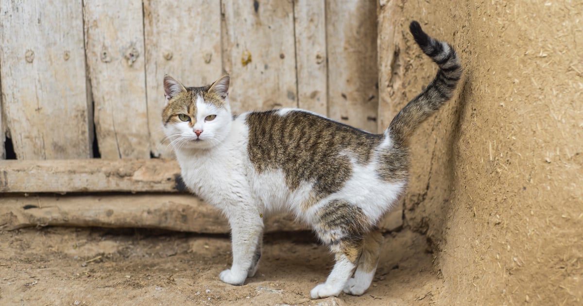 Que Echar Para Que Un Gato No Se Orine
